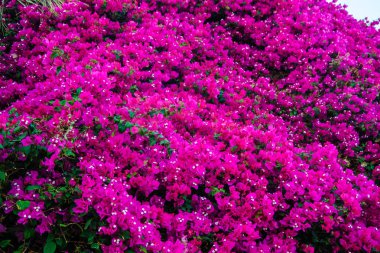 kırmızı çiçekler duvar 