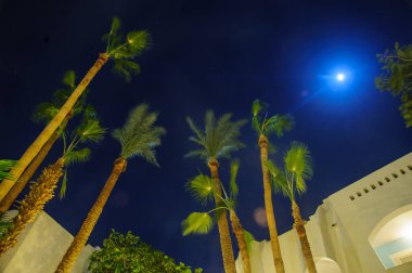 Cennette gece palm Arap