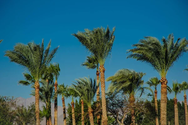 palms blue sky green trees