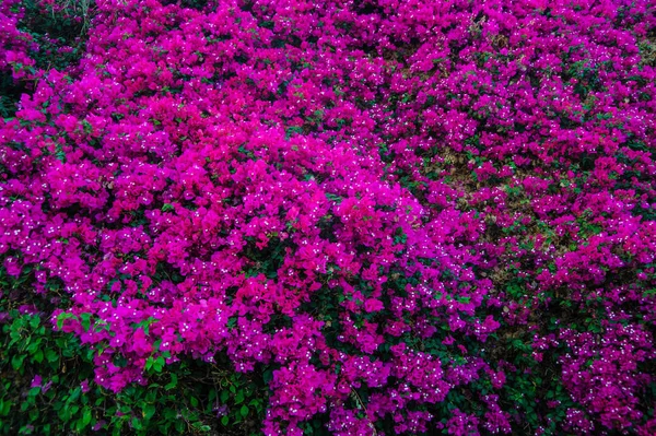 Mur de fleurs rouges — Photo