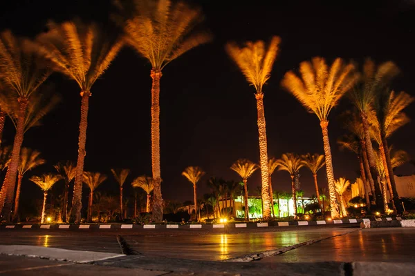 Night in paradise palm arab style — Stock Photo, Image