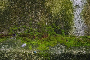 taş yeşil arka plan doku