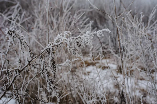 Donmuş orman beyaz — Stok fotoğraf