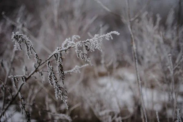 Forêt gelée blanc — Photo