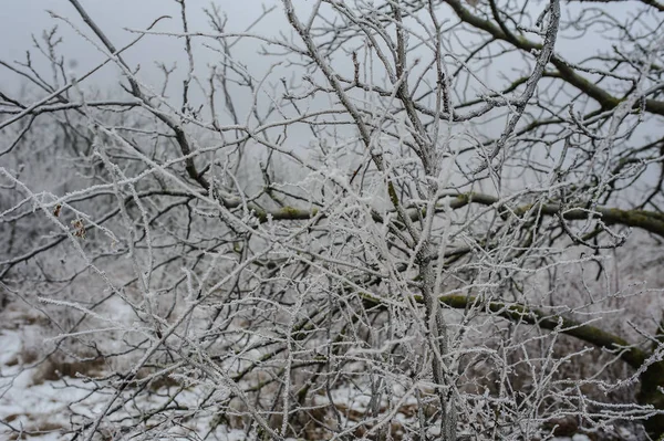 얼어붙은 숲 화이트 — 스톡 사진