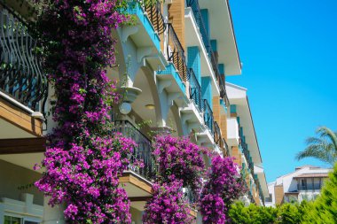balkon, mor çiçekler