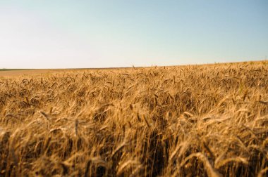 Altın yaz buğday alan mavi gökyüzü ile
