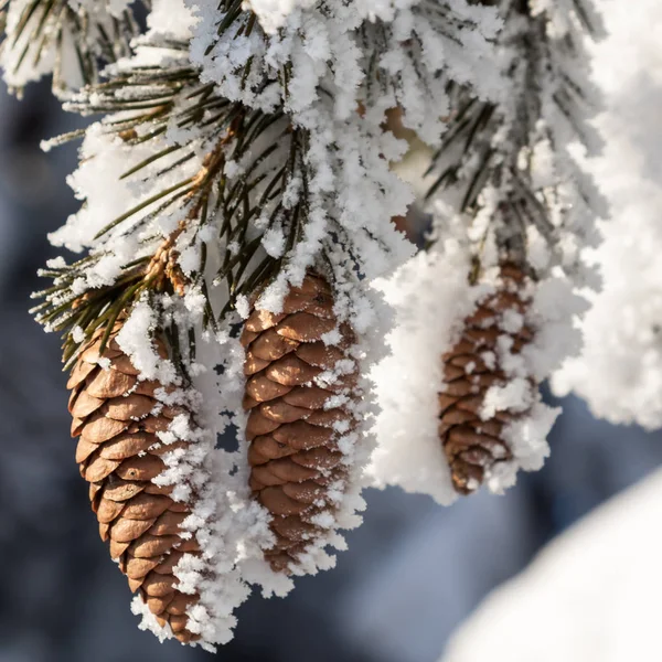 Fichte im Schnee im Winter — Stockfoto