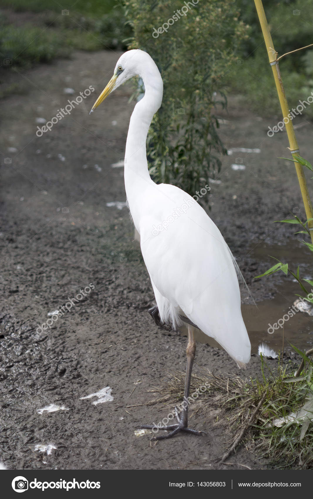 Why does the heron stand on one leg? Habitat and particular lifestyle of the bird 21 Why does the heron stand on one leg? Habitat and particular lifestyle of the bird 61