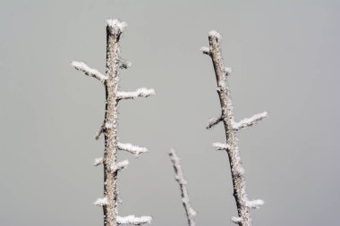 Erik ağacının donmuş üstünde