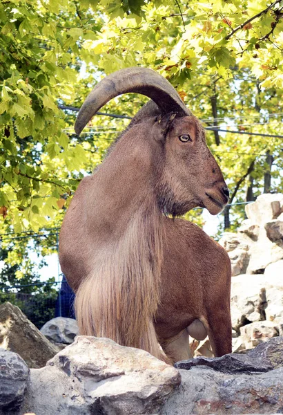 Berberi koyunu yakın çekim