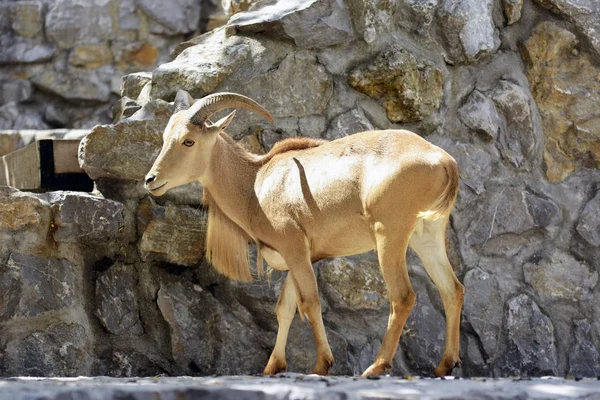 Chamois taş