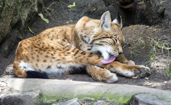 Temizlik bobcat yakın çekim