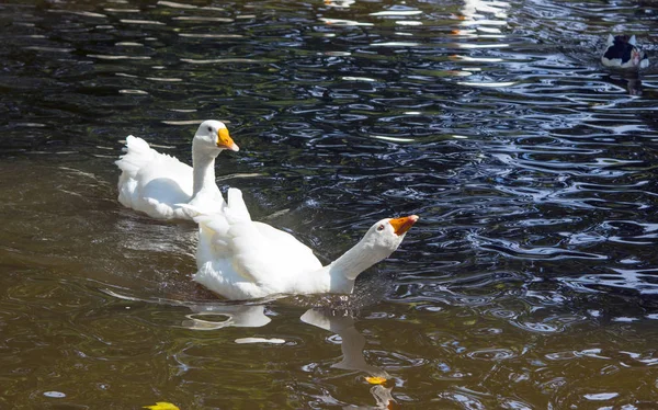 Witte ganzen in water — Stockfoto