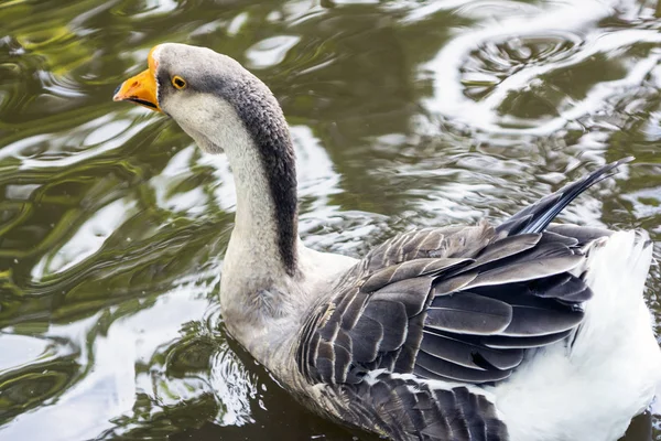 Gans im Wasser — Stockfoto