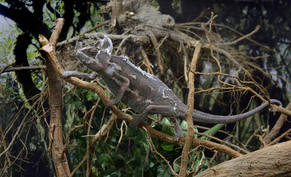 Colorfull lizard on branch — Stock Photo, Image