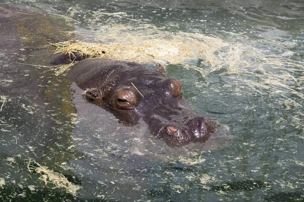 Бегемот в води — стокове фото