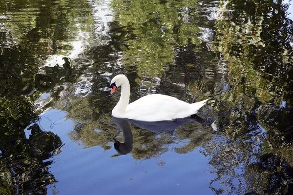 Svan i en sjö — Stockfoto