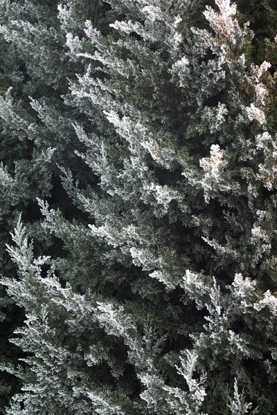 Thuja under snow — Stock Photo, Image