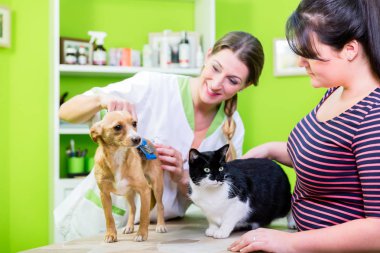 Kedi ve köpek evde beslenen hayvan kuaförde birlikte