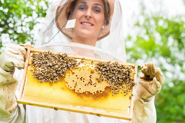 Apicoltore che controlla la bietola — Foto Stock