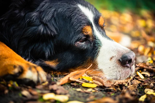 Bernese cão de montanha descansando no outono — Fotografia de Stock
