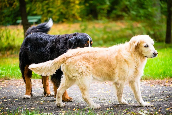 Due cani sul prato nel parco — Foto Stock