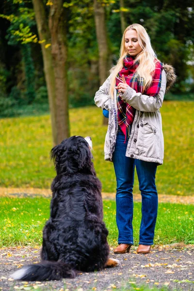 Mädchen im Herbstpark trainiert ihren Hund im Gehorsam — Stockfoto