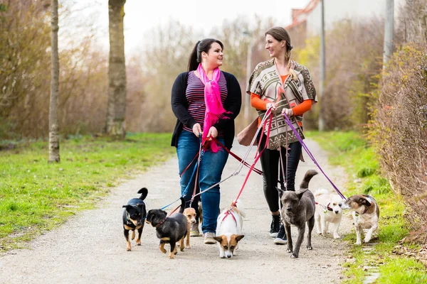 Dog sitters walking their customers — Stock Photo, Image