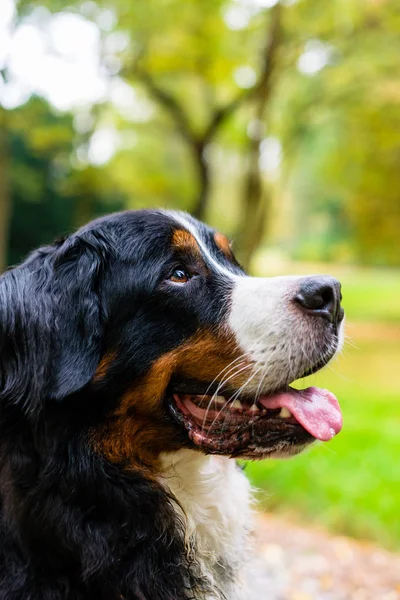 Бернская горная собака — стоковое фото