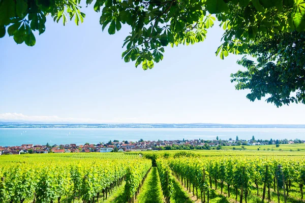 Vue sur Bodensee avec montagnes alpines — Photo