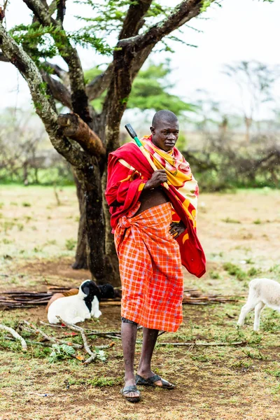 Massai-Bauer kontrolliert seine Ziegen — Stockfoto