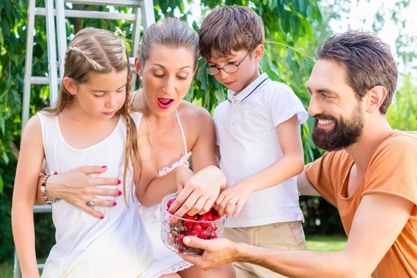 Familjen skörda och äta körsbär — Stockfoto
