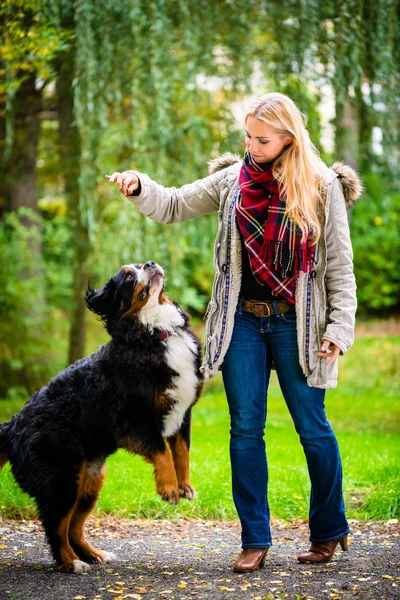 Perro en el parque sentarse y mendigar — Foto de Stock