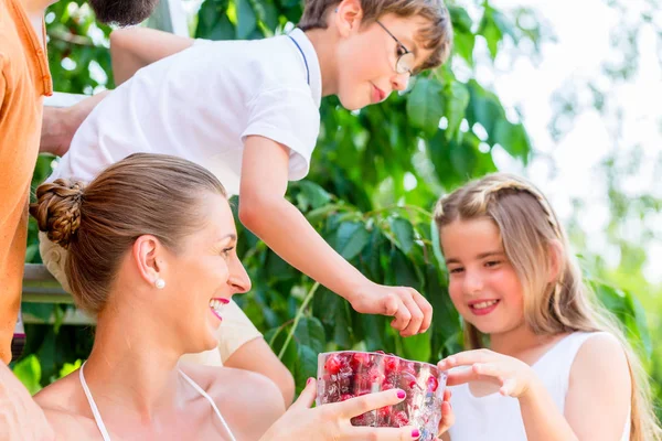 Familie oogsten en kersen eten — Stockfoto