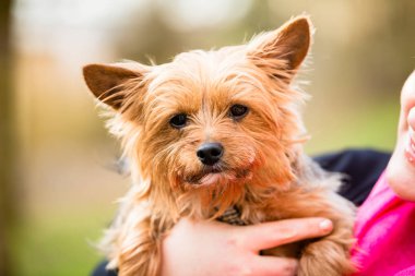 Teriyer köpek anne tarafından tutun olmak