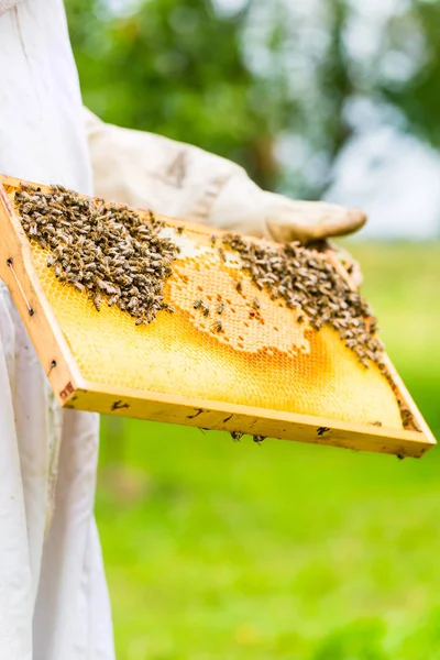 Apicultor controlando el abejorro — Foto de Stock
