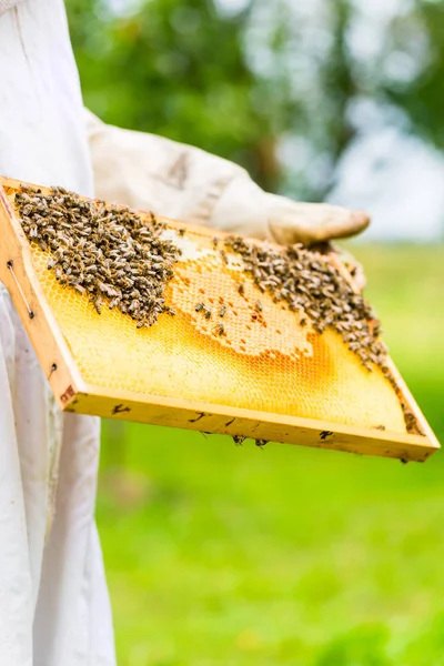 Arıcı kontrol beeyard — Stok fotoğraf