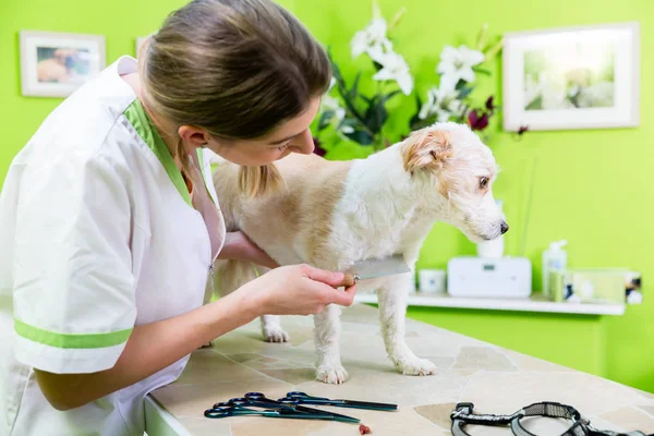 Frau untersucht Hund — Stockfoto