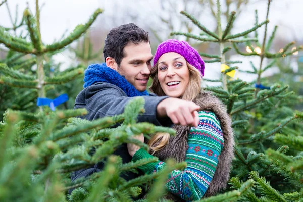 Pareja buscando comprar árbol de Navidad — Foto de Stock