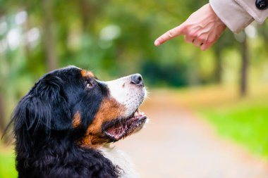 Kadın köpek otur komutu ile eğitim