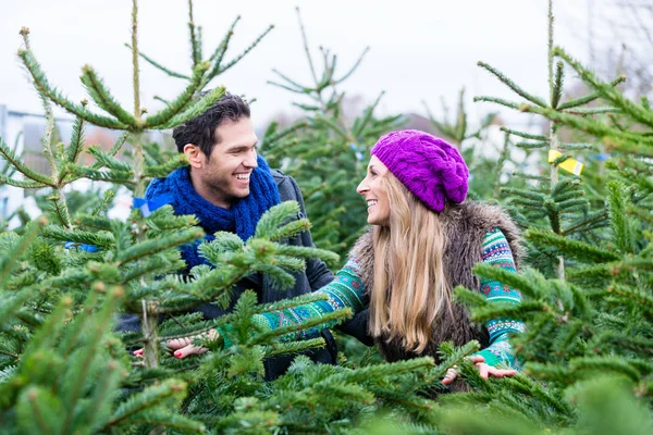 Ζευγάρι ψάχνει να αγοράσει χριστουγεννιάτικο δέντρο — Φωτογραφία Αρχείου