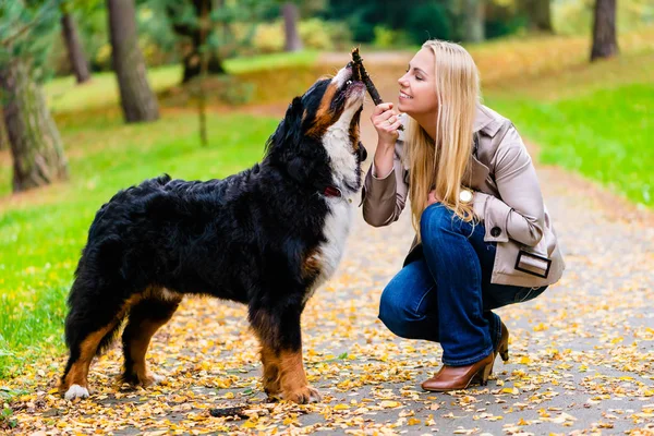 Woman and dog at retrieving stick game — Stock Photo, Image