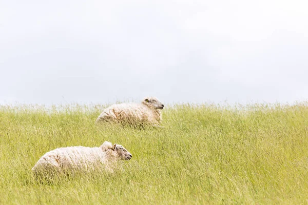 Sheep laying on levee grass — Stock Photo, Image