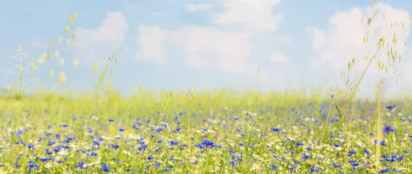 Weiland met bloemen in de zomer — Stockfoto