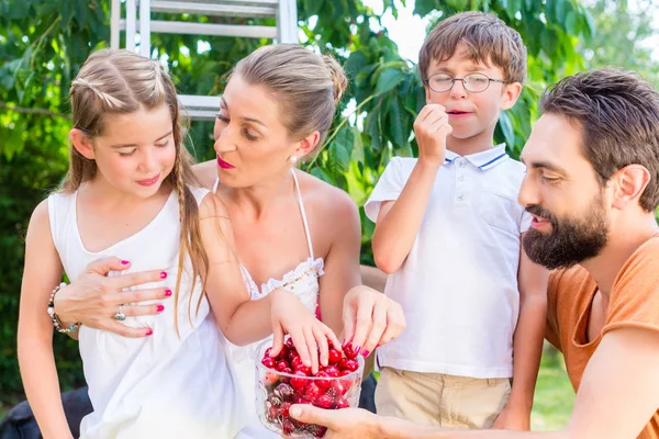 Сім'я збирає і їсть вишні — стокове фото