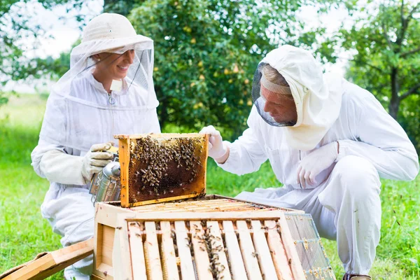 Beekeeper with smoker controlling b — Stock Photo, Image