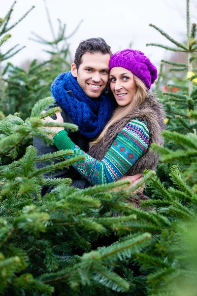 Pareja buscando comprar árbol de Navidad — Foto de Stock