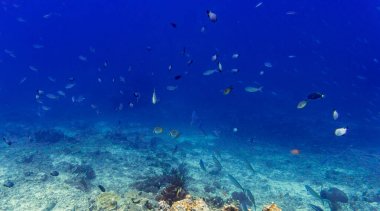 mercan resifi ve balık