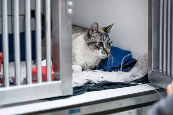 Cat in cage in veterinarian clinic — Stock Photo, Image